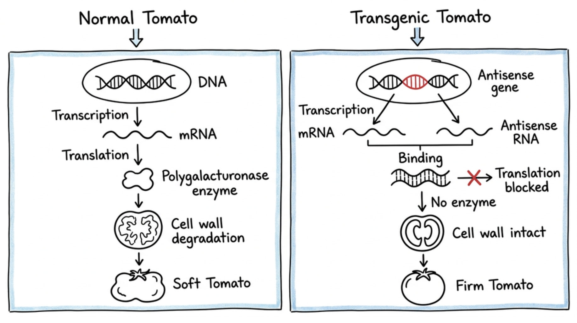 Antisense Technology for Delayed Ripening in Transgenic Tomato